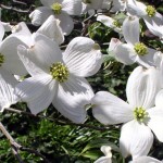 dogwood blossom