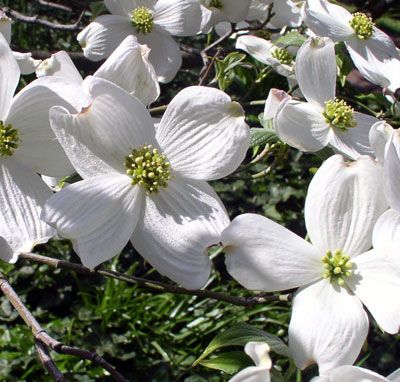 dogwood blossom