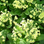 blooms