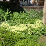 Carlyle House blossoms