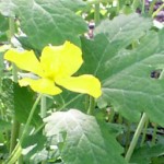 lemonade-color blossom