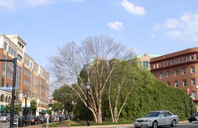 Kings Street Gardens