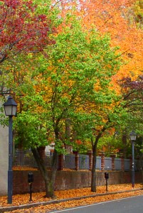 leaves changing color