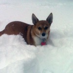 snow dog