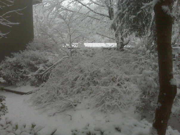 Reston snow