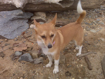 Foxy the terrier on the banks of the Potomac