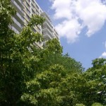 Trees at the foot of the Fountains high-rise