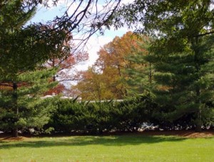 changing leaves