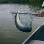catching fish