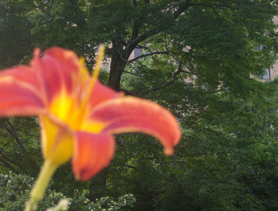 flower