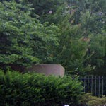 greenery