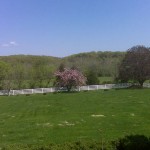 lawn with apple blossoms