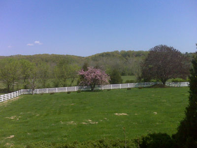lawn with apple blossoms