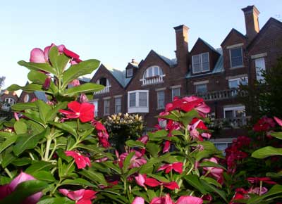 flowers