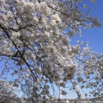 cherry blossom