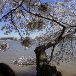 Cherry Blossoms