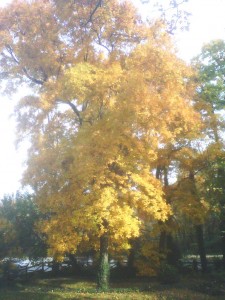 Belle Haven - Tree in Fall