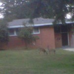 Deer in Belle Haven Estates