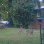 Deer in Belle Haven Estates