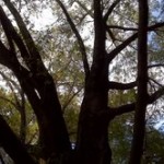 Nottoway Park