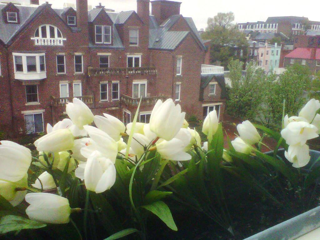 Torpedo Factory Tulips