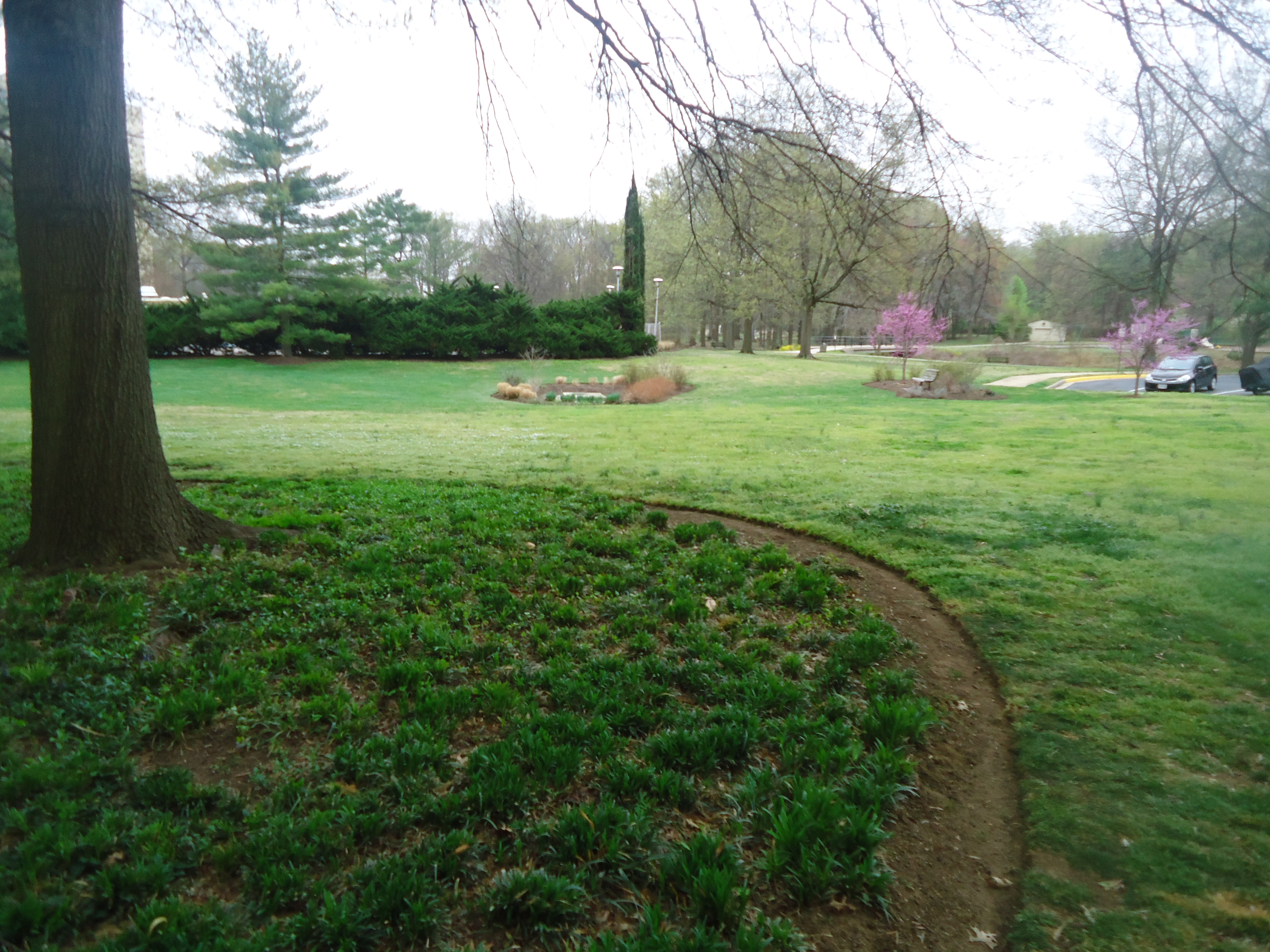 green grass