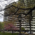 blossoms