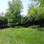 Greenery at Founders Park