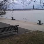 Geese on the Potomac River