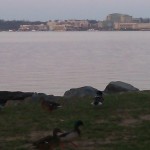 ducks