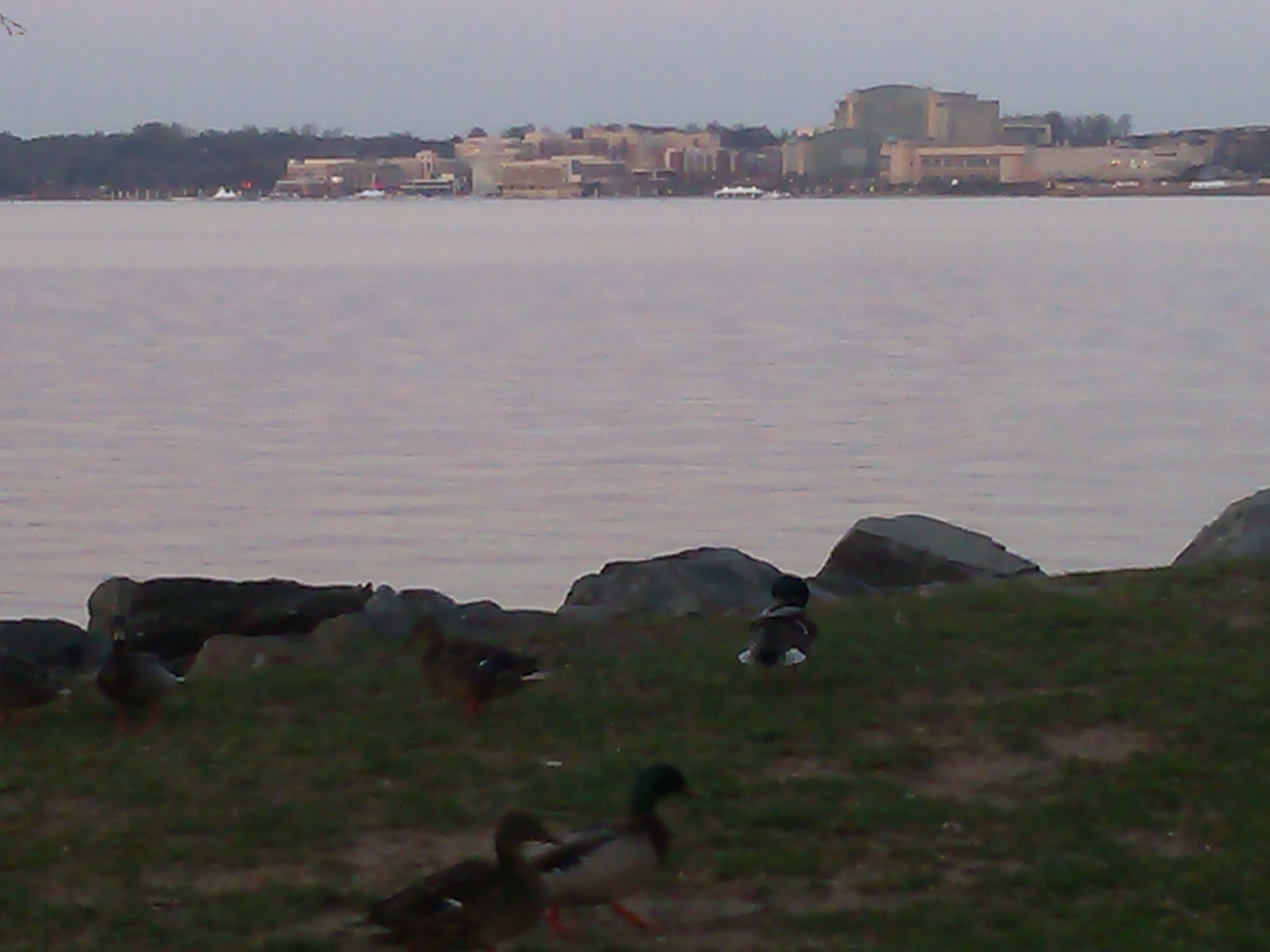 ducks