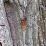 A cicada sits on a tree at Pohick Regional Park