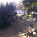 Deer in the backyard