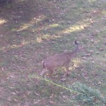 One by one in a line the deer cut through the backyard
