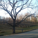 Cold weather, at Paradise Springs in Clifton Virginia