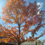Fall in Northern Virginia