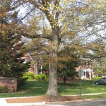 Outside the Fairlington neighborhood