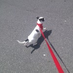 Taking a dog out for a walk