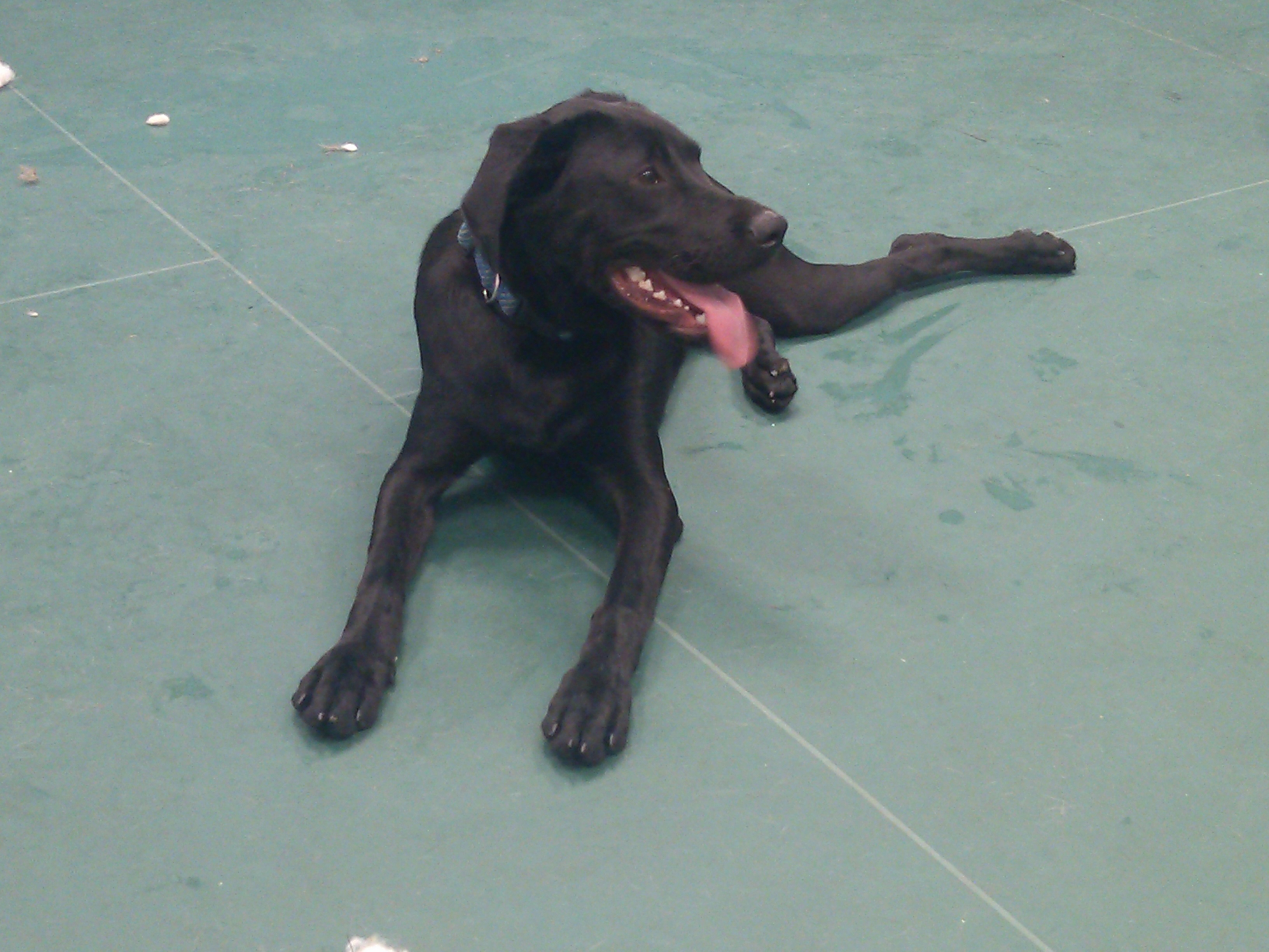 A happy dog enjoying play time