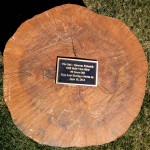 A tree lost during a storm