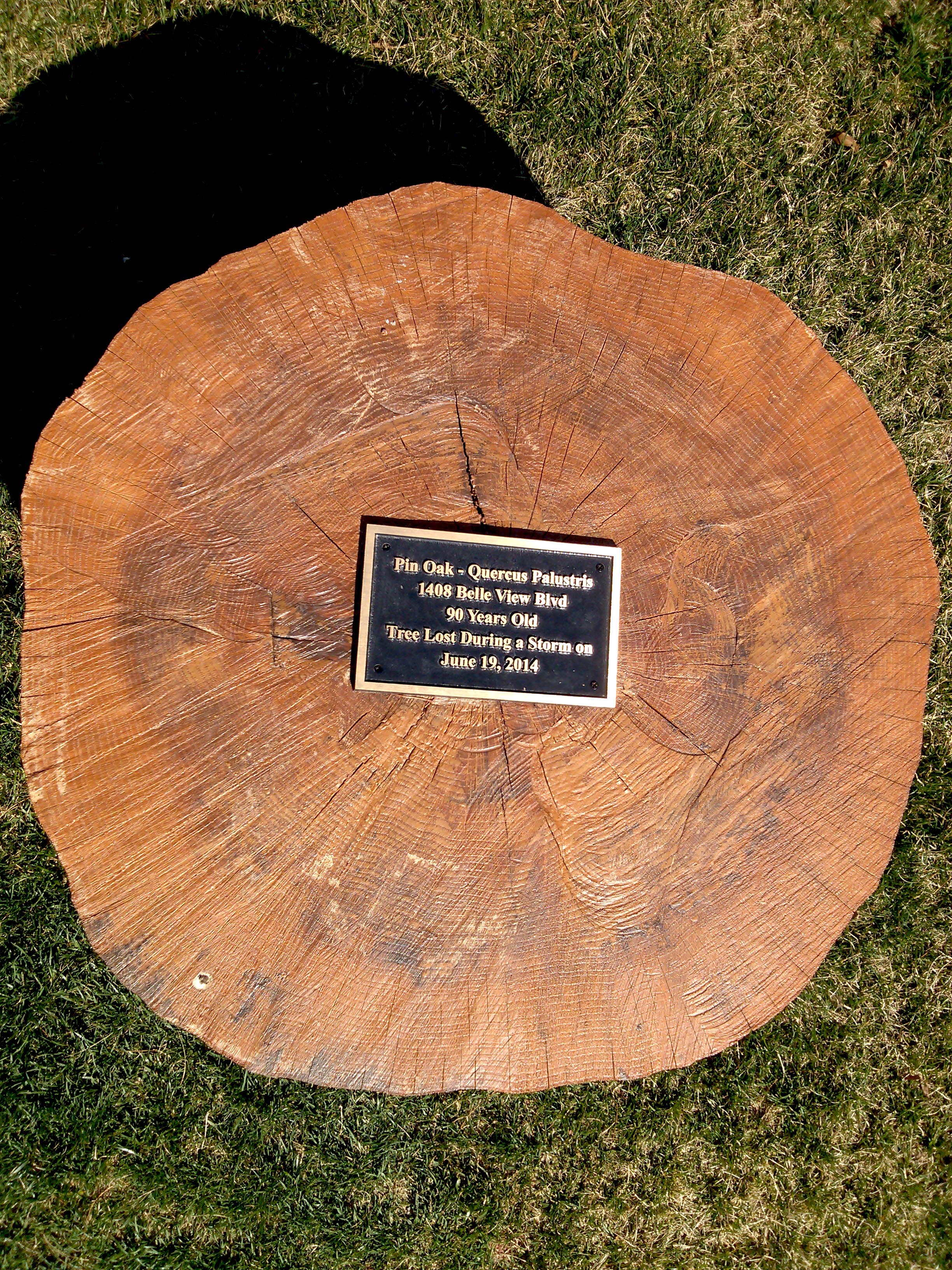 A tree lost during a storm