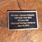 Memorialized tree in Belle View