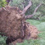 An uprooted tree resulting from a storm