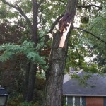 Damaged tree from great storm