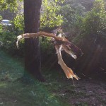 Damaged tree resting upon the ground