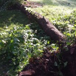 Uprooted tree lays down