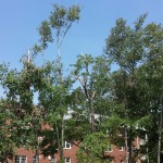 Broken trees