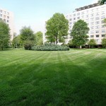 A mowed lawn