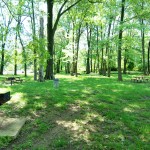 Picnic area with surrounding foliage
