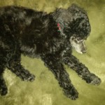 Baby Grover puppy
